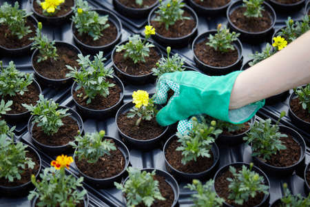 close up happy female nursery worker trimming plants in greenhouseの写真素材