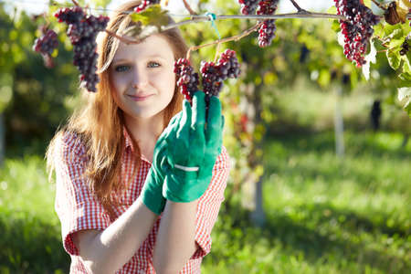 Beautiful young blonde woman harvesting grapes outdoors in vineyardの写真素材