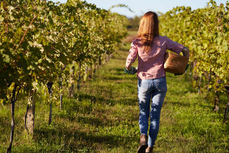Beautiful young blonde woman walking outdoors in vineyardの写真素材