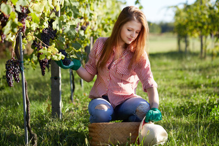 Beautiful young blonde woman harvesting grapes outdoors in vineyard