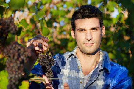 Young winemaker in vineyard picking blue grapes