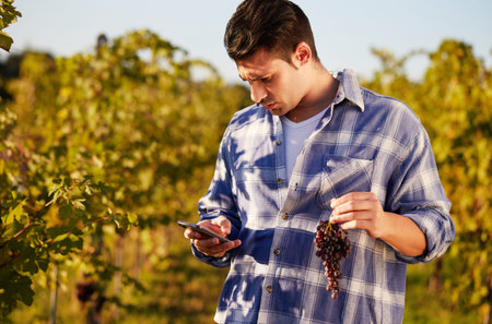 Winemaker in vineyard picking blue grapes and talking to mobile