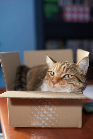 beautiful European cat in a delivery box