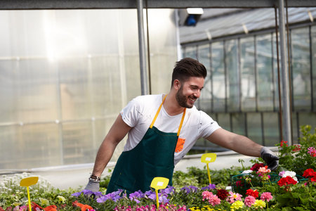 happy male nursery worker trimming plants in greenhouseの写真素材