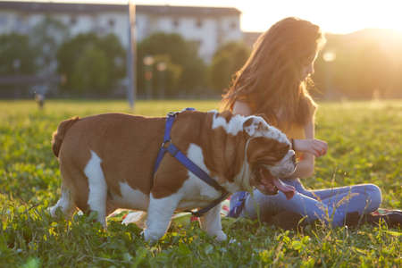 young Girl playing with English Bulldog at parkの写真素材
