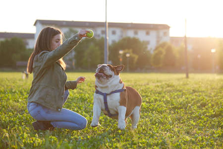 young Girl playing with English Bulldog at parkの写真素材