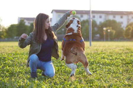 young Girl playing with English Bulldog at parkの写真素材