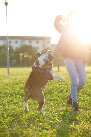 young Girl playing with English Bulldog at parkの写真素材