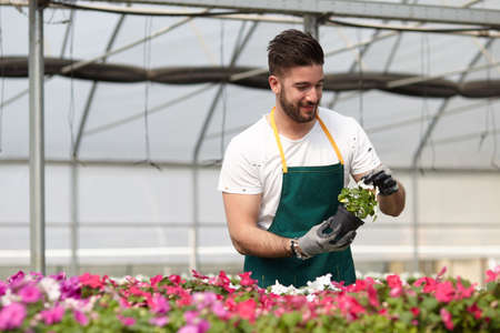 happy male nursery worker trimming plants in greenhouseの写真素材