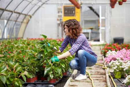 happy female nursery worker trimming plants in greenhouseの写真素材