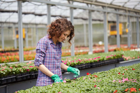 happy female nursery worker trimming plants in greenhouseの写真素材
