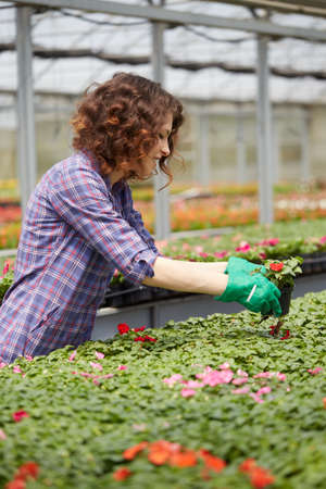 happy female nursery worker trimming plants in greenhouseの写真素材