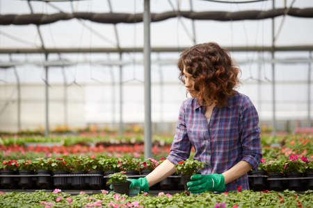 happy female nursery worker trimming plants in greenhouseの写真素材