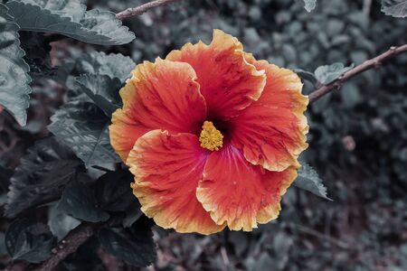 Hibiscus or Hibiscus rosa sinensis is a shrub of the Malvaceae tribe originating from East Asia and widely grown as an ornamental plant in the tropics and subtropicsの写真素材