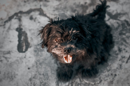 Shih Tzu dogs