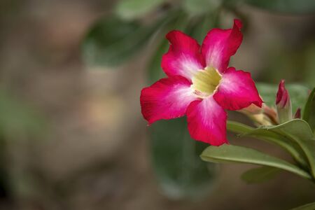cananga flowerの写真素材