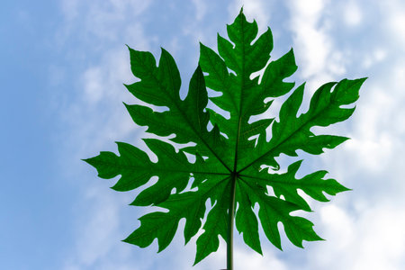 papaya leavesの写真素材