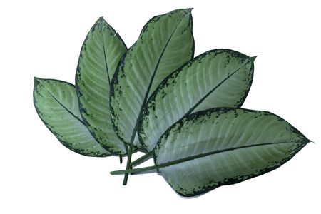 croton, pudding or krotonの写真素材