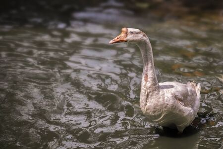 white swanの写真素材
