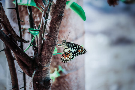 butterflyの写真素材