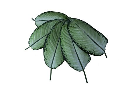 Sri Rejeki Plant - or also called aglaonema plant is a type of plant that is used to decorate the gardenの写真素材