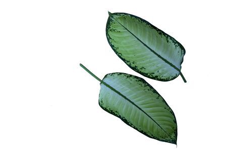 Sri Rejeki Plant - or also called aglaonema plant is a type of plant that is used to decorate the gardenの写真素材