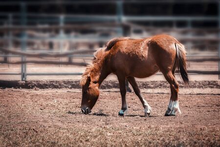 horseの写真素材