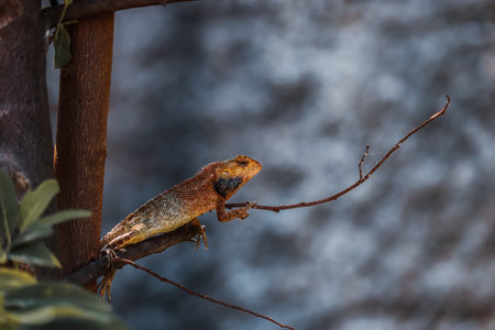 oriental garden lizard