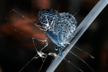 butterflyの写真素材