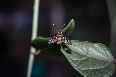 amata huebneri is a species of moth in the genus amata of the erebidae family. Adult moths of this...