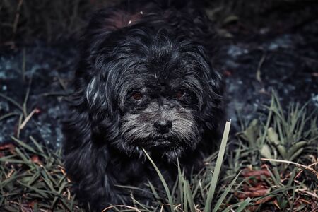 dog shih tzuの写真素材