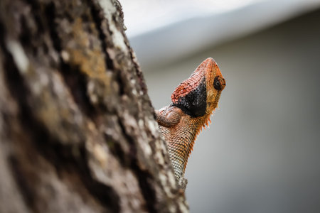The oriental garden lizard, eastern garden lizard, bloodsucker or changeable lizard (Calotes...