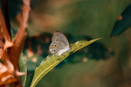 butterfly on leafの写真素材
