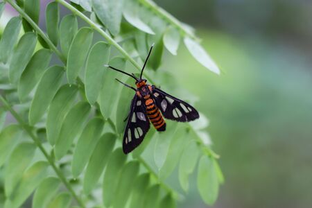 Moth insectの写真素材
