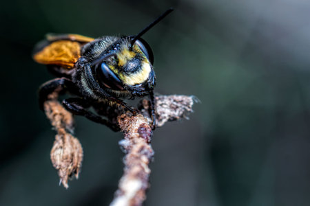 close-up of insect on a twig