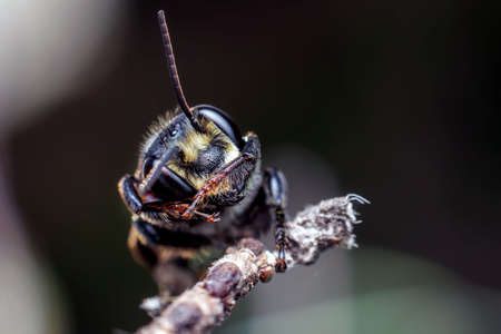close-up of insect on a twigの写真素材