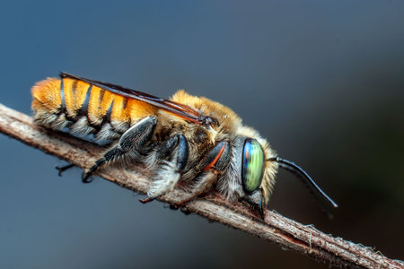 close-up of insect on a twig