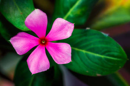 Tread Dara flower is an annual shrub originating from Madagascarの写真素材
