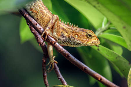close-up of lizardの写真素材