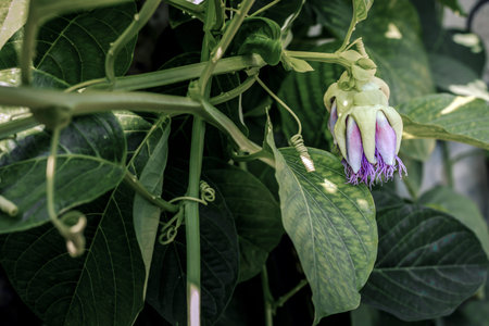 passion fruit flower buds among the green foliage of the plantation
