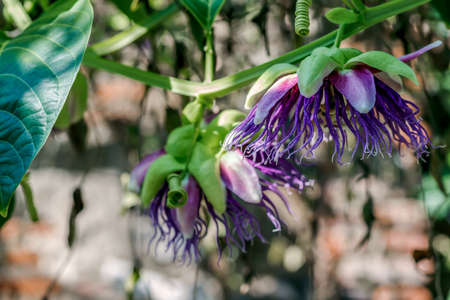passion fruit flower buds among the green foliage of the plantationの写真素材