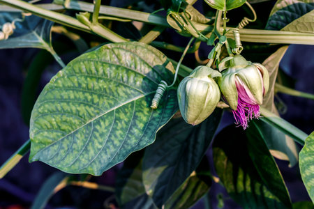 passion fruit flower buds among the green foliage of the plantation