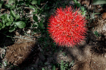 December flowers bloomの写真素材