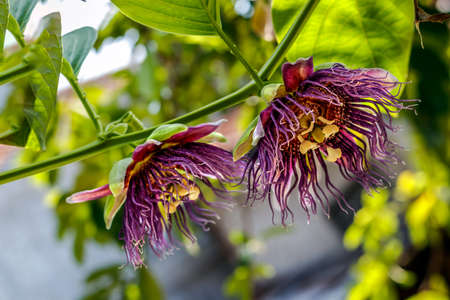 passion fruit flowers when blooming in the plantation during the dayの写真素材
