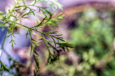 dog fennel leaf with blur backgroundの写真素材