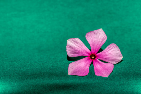 pink flower on green background
