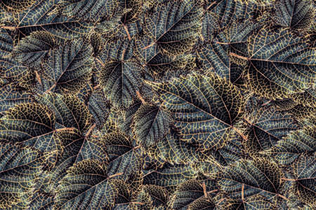 close up of a pile of mulberry leavesの写真素材