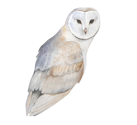 Watercolor illustration of owl isolatedの写真素材