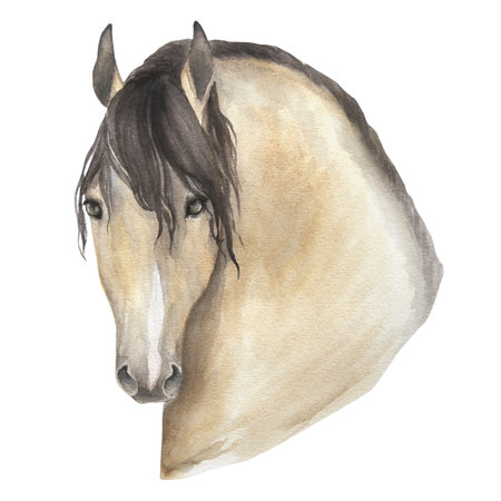 watercolor illustration portrait of horse isolated on white backgroundの写真素材