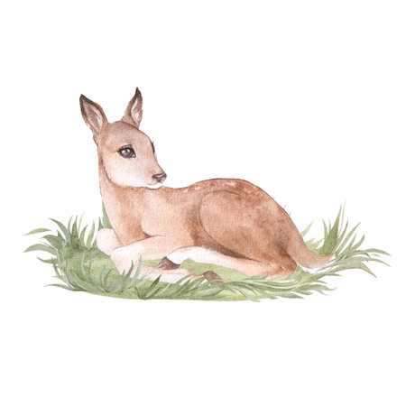 Watercolor illustration of a little cartoon deer lying in the grass, isolated, fawnの写真素材